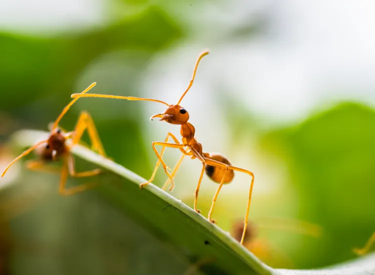 Gurkenscheiben gegen Ameisen verwenden Hausmittel gegen Schädlinge im Garten