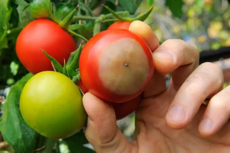 Hausmittel gegen Blütenendfäule bei Tomaten Nährstoffmangel bekämpfen