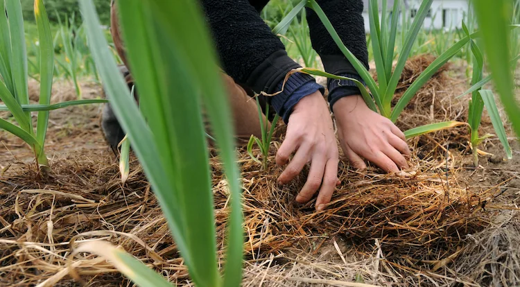 Heu von Weiden kann Herbizidrückstände enthalten, die die Pflanzen abtöten können