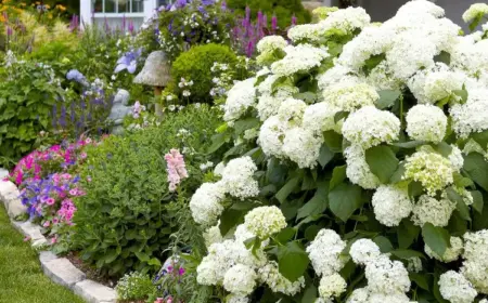 Hortensie Annabelle kombinieren passende Begleitpflanzen wählen