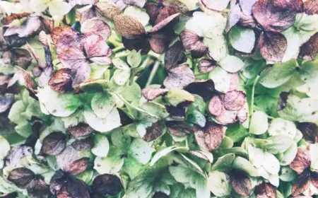 Hortensie verblüht - Abschneiden oder an der Pflanze lassen