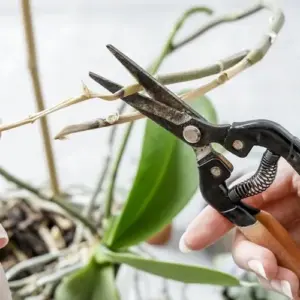 Ihr Orchidee Stengel vertrocknet - was tun, um die Pflanze zu retten