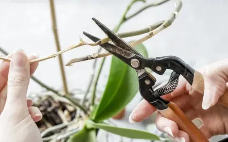 Ihr Orchidee Stengel vertrocknet - was tun, um die Pflanze zu retten