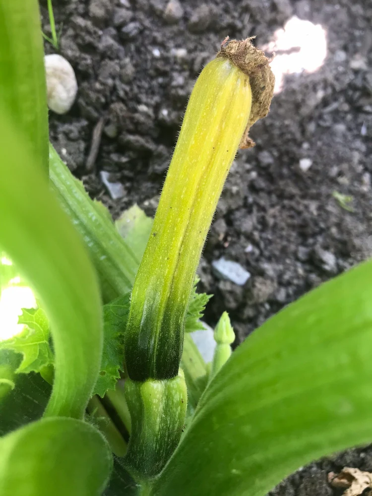Ihre Zucchini werden gelb und sterben ab - Sie fragen sich vielleicht, warum