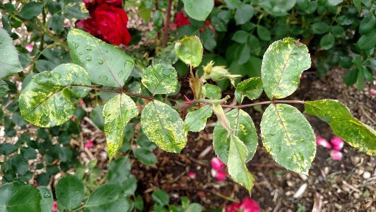 Im Allgemeinen sind die Symptome der Rosenmosaik im Frühjahr am deutlichsten