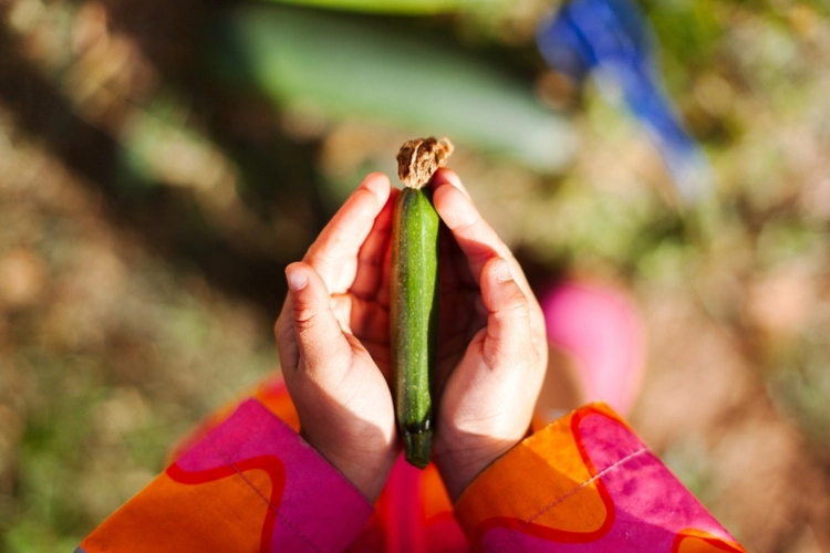 Kalziummangel lässt Zucchinifrüchte noch an der Pflanze verderben