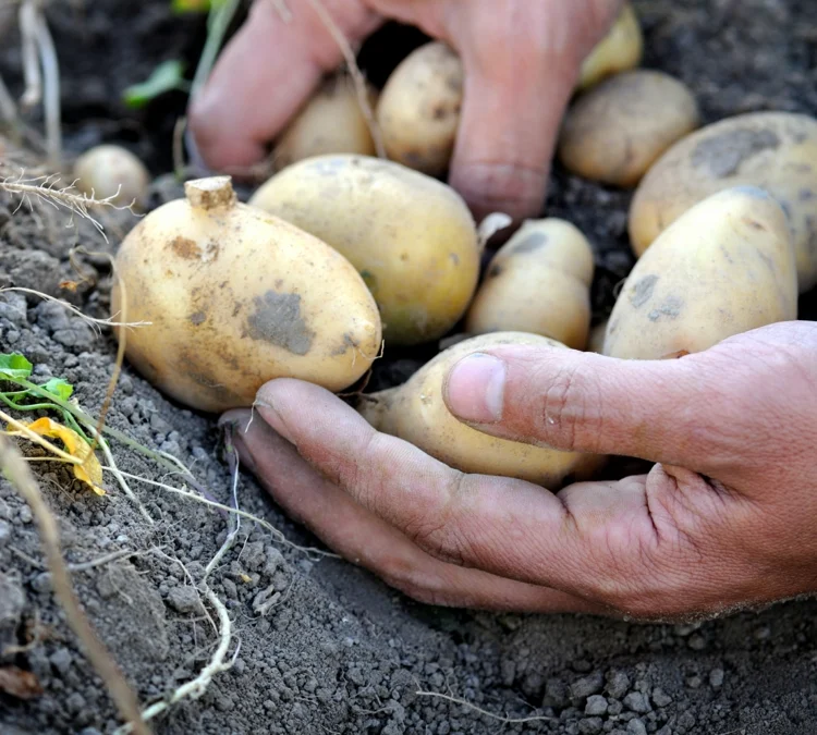 Kartoffeln ernten je nach Sorte - So lange reifen die Knollen