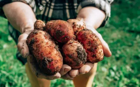 Kartoffeln ernten und lagern - Tipps zu Sorten, Zeitpunkt und Lagerung
