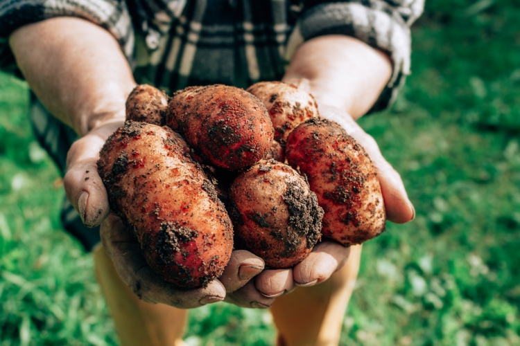 Kartoffeln ernten und lagern - Tipps zu Sorten, Zeitpunkt und Lagerung