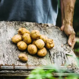 Kartoffeln im Garten anbauen - Wann kann man die Knollen ernten