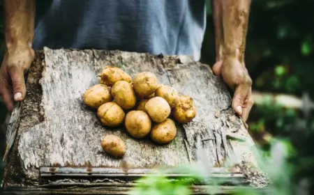 Kartoffeln im Garten anbauen - Wann kann man die Knollen ernten