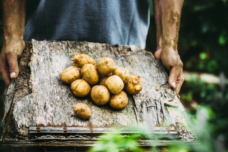 Kartoffeln im Garten anbauen - Wann kann man die Knollen ernten