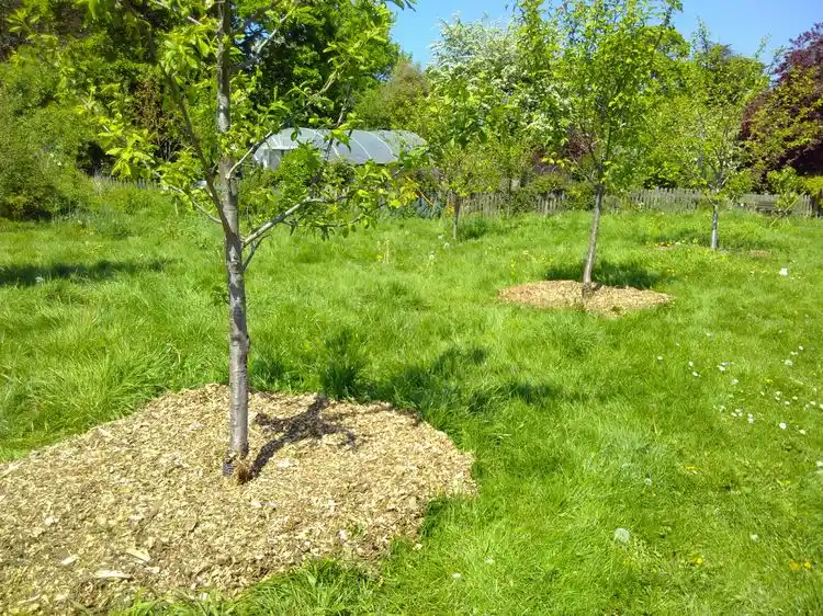 Kirschbäume vor Schädlingen schützen mit Mulch