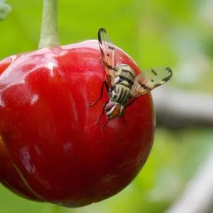 Kirschfruchtfliege bekämpfen - Tipps und natürliche Mittel