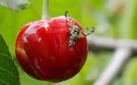 Kirschfruchtfliege bekämpfen - Tipps und natürliche Mittel