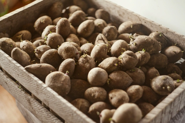 Knollen in einer Kartoffelkiste in einem dunklen, kühlen und trockenen Raum aufbewahren