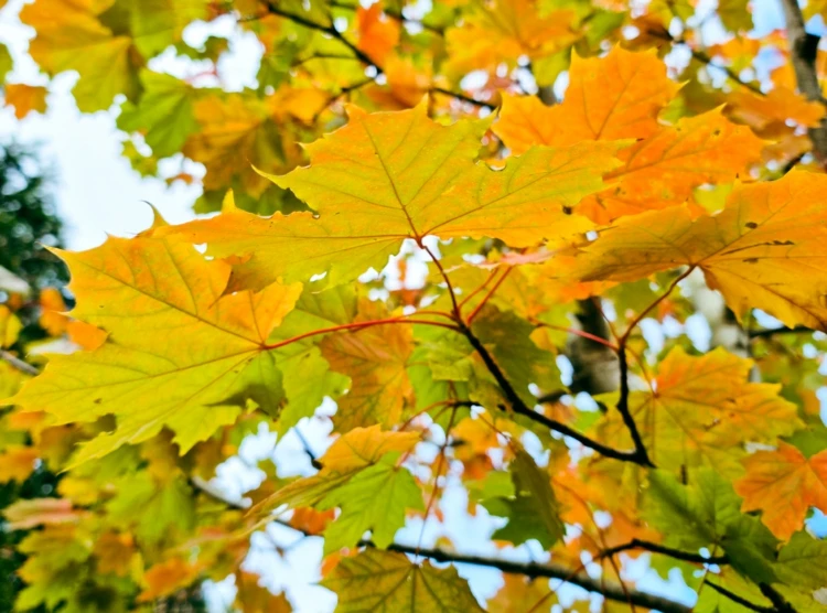 Kugel-Ahorn färbt sich im Herbst gelb