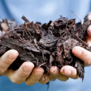 Richtig mulchen im Garten - frisches Material muss einige Monate liegen