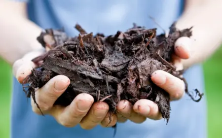 Richtig mulchen im Garten - frisches Material muss einige Monate liegen