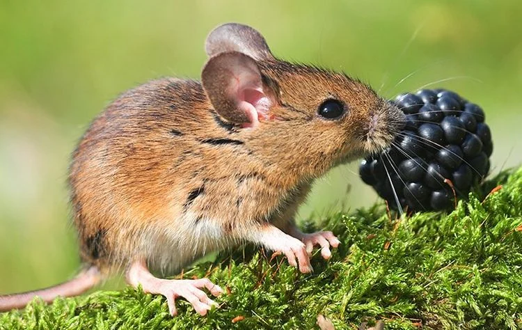 Mäuse im Garten - Anzeichen - Wie Sie sie vetreiben können
