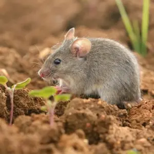 Mäuse im Garten vertreiben - Hausmittel, Tipps, Ideen