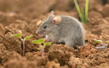Mäuse im Garten vertreiben - Hausmittel, Tipps, Ideen