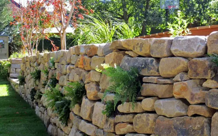 Mauer bepflanzen für Schatten mit verschiedenen Farnen