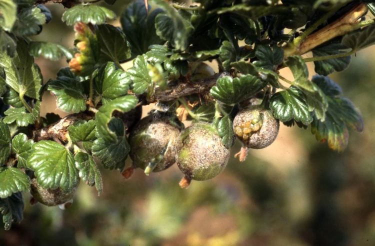 Mehltau ist ein Schimmelpilz, der die Beeren verderben lässt