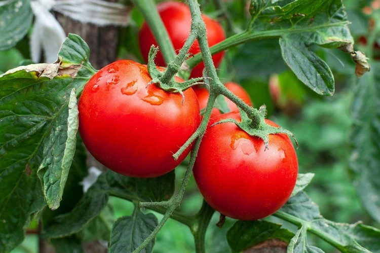 Mit ein paar Tipps können Sie eine reiche Ernte mit süßen Tomaten einfahren