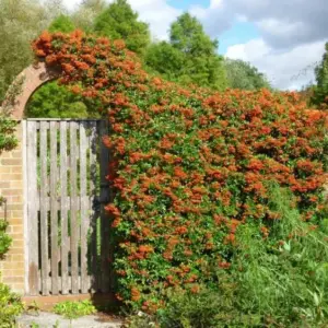 Mittelmeer Feuerdorn als Hecke oder als Kletterpflanzen