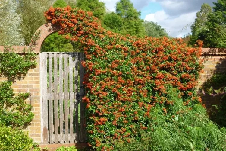 Mittelmeer Feuerdorn als Hecke oder als Kletterpflanzen