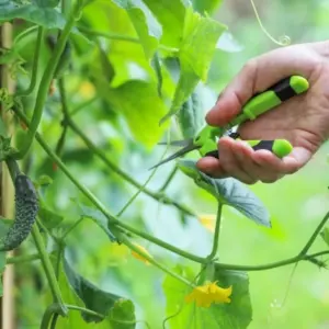 Muss man Gurken ausgeizen oder nicht - Tipps und Tricks für Anfänger