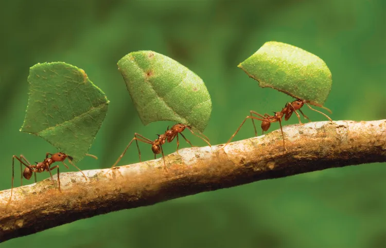 Natron gegen Ameisen im Garten Schädlinge bekämpfen ohne Chemie