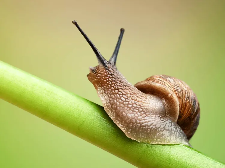 Natron gegen Schnecken im Garten Insektenschutz mit Backpulver selber machen