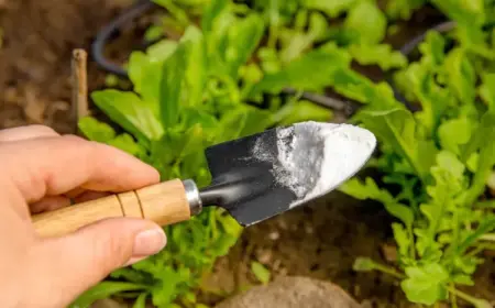 Natron im Garten gegen Unkraut wie Unkrautvernichter selber machen