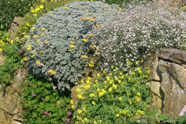 Natusteinmauer bepflanzen Tipps für Garten