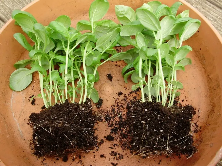 Nehmen Sie die Basilikumpflanze aus dem Topf und trennen Sie die Pflanzen