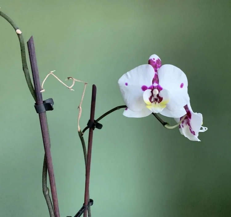 Orchidee Stengel vertrocknet - das kan bedeuten, dass der Wasserhaushalt der Pflanze gestört ist