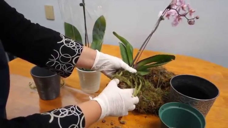 Orchidee Stengel vertrocknet, was tun
