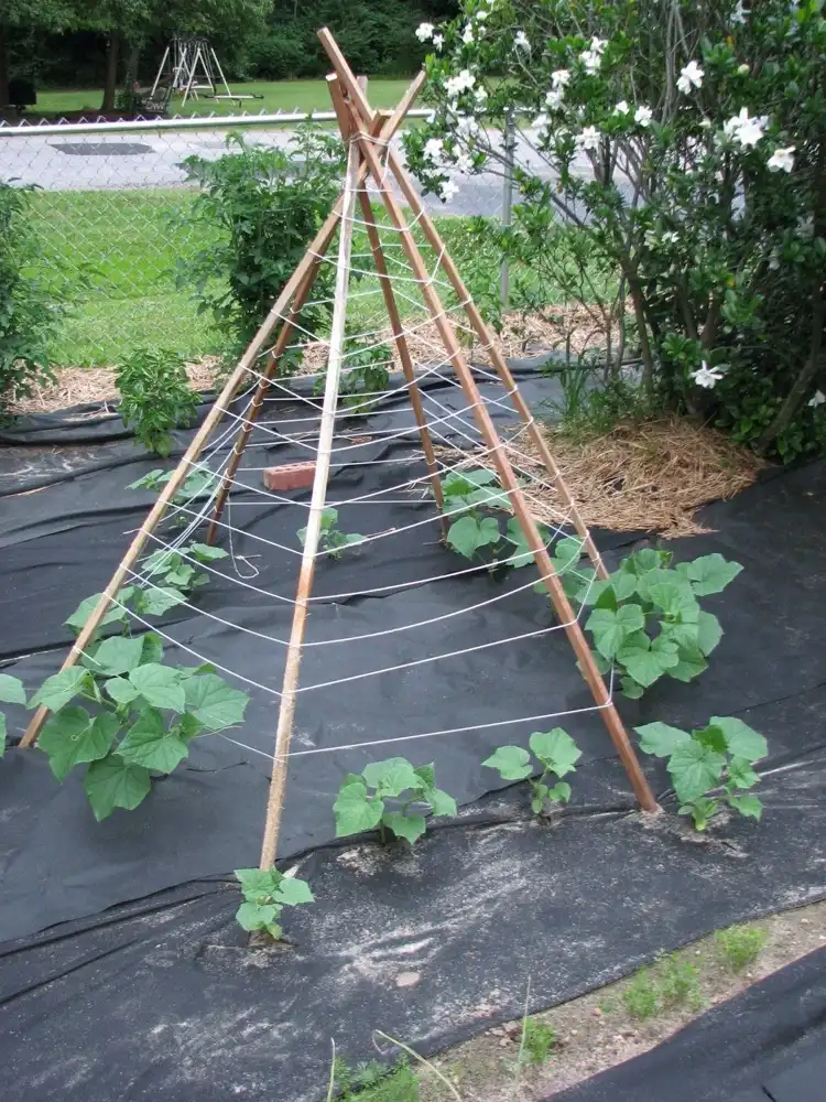 Rankgerüst für Gurkenpflanzen in der Form eines Tipi-Zelts