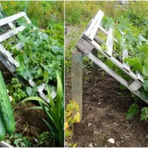 Rankhilfe für Gurken aus Paletten selber bauen