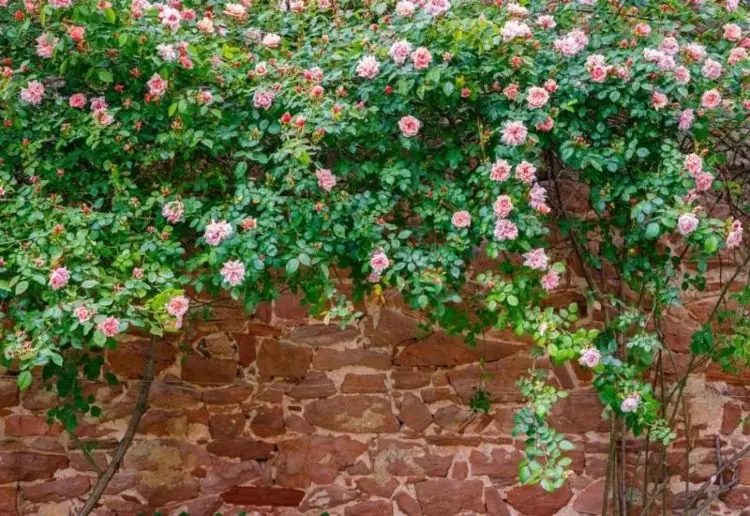 Rosen für Halbschatten und Schatten pflanzen und pflegen