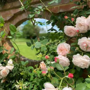 Rosen für Schatten welche Sorte eignet sich