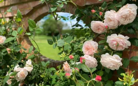 Rosen für Schatten welche Sorte eignet sich