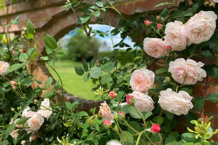 Rosen für Schatten welche Sorte eignet sich