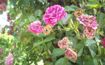 Rosen im Sommer schneiden wenn verblüht