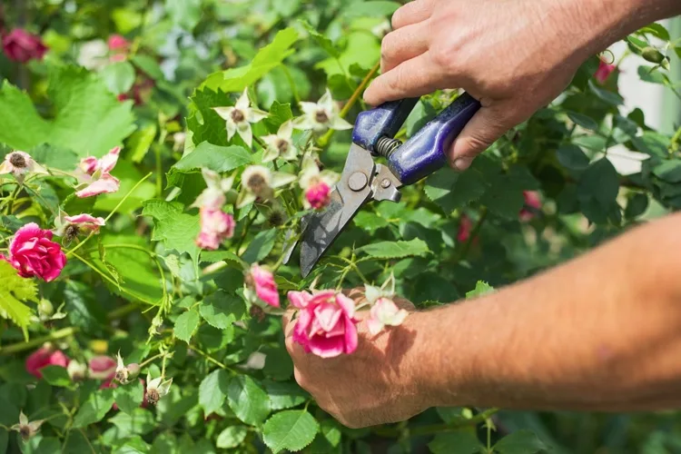 Rosen verblüht wie schneiden Tipps Garten im Juli
