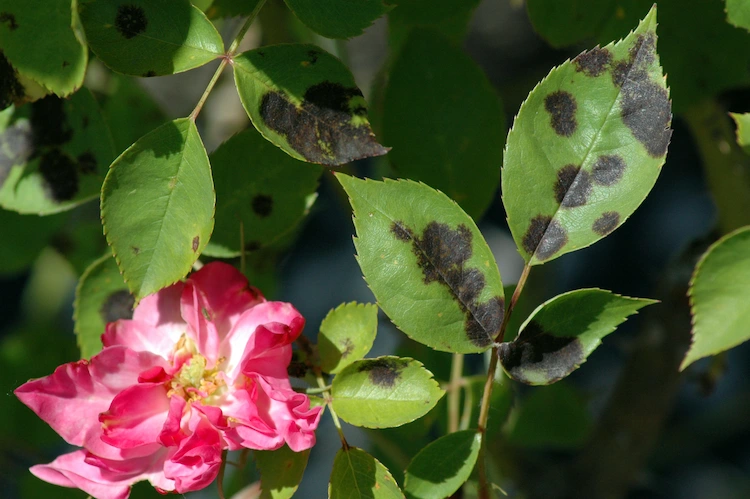 Rosenkrankheiten erkennen und bekämpfen - Mit unseren Tipps retten Sie die Königin der Zierpflanzen