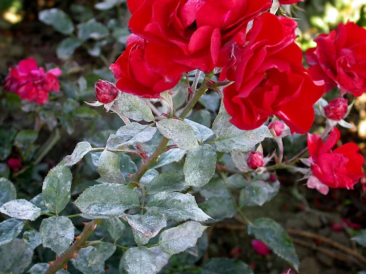 Rosensorten sind unterschiedlich anfällig für Mehltau, daher sind resistente Sorten der beste Schutz