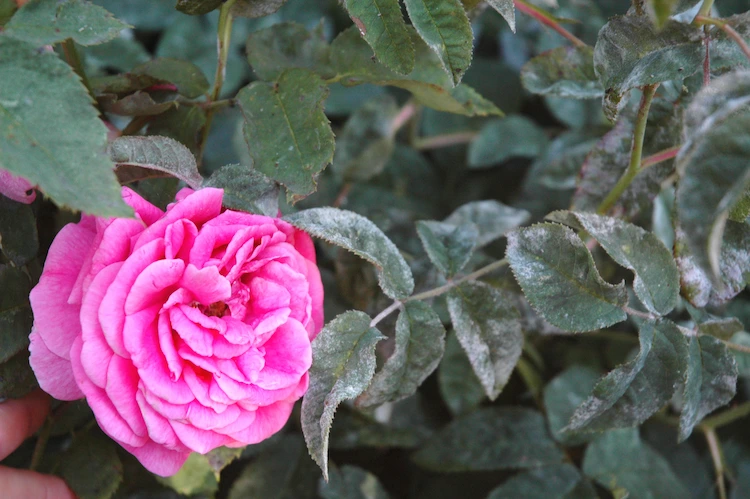 Rosensorten sind unterschiedlich anfällig für Mehltau, so sind resistente Sorten der beste Schutz